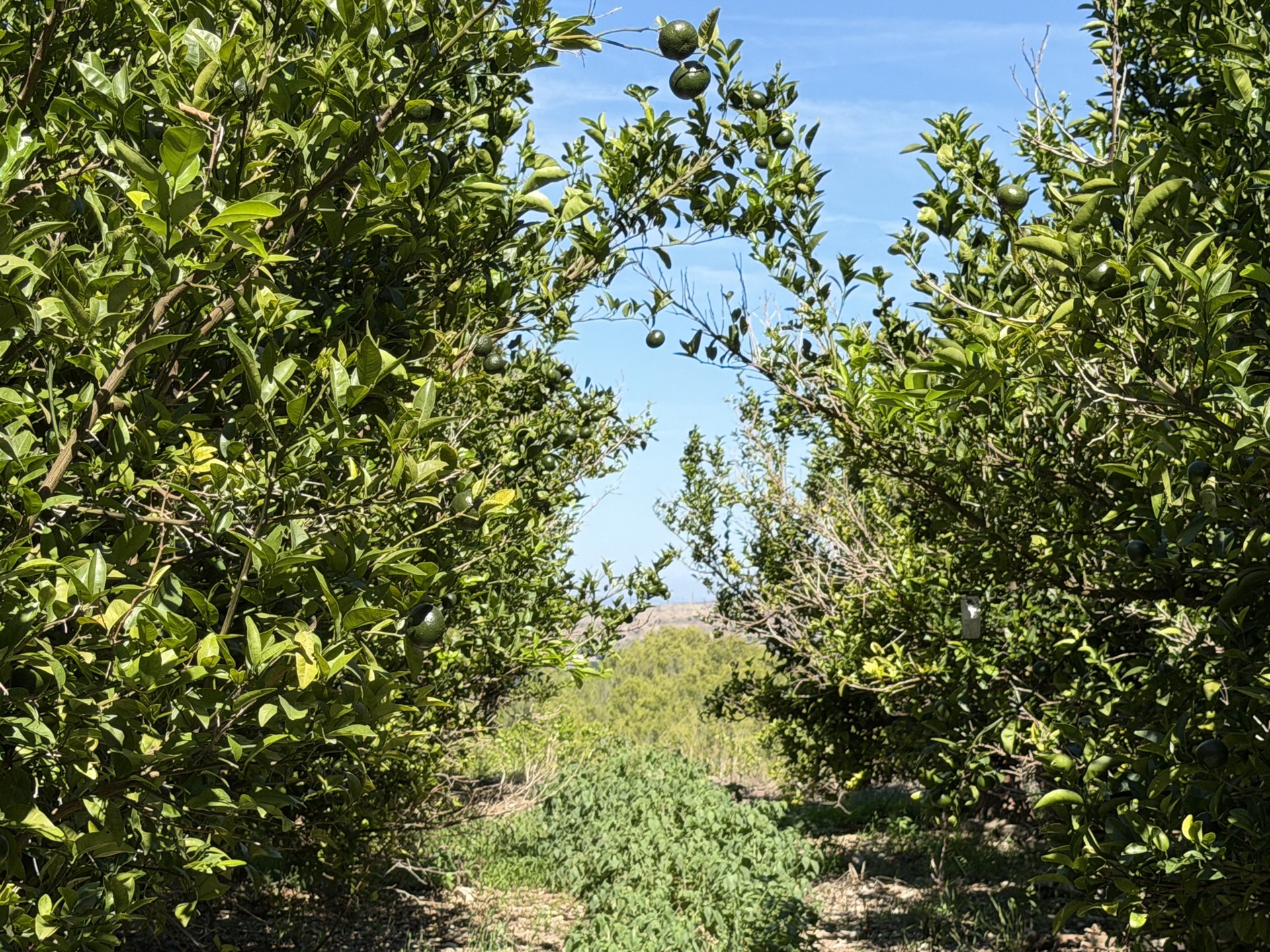 Calle entre hileras de cítricos con frutos verdes y cubierta vegetal