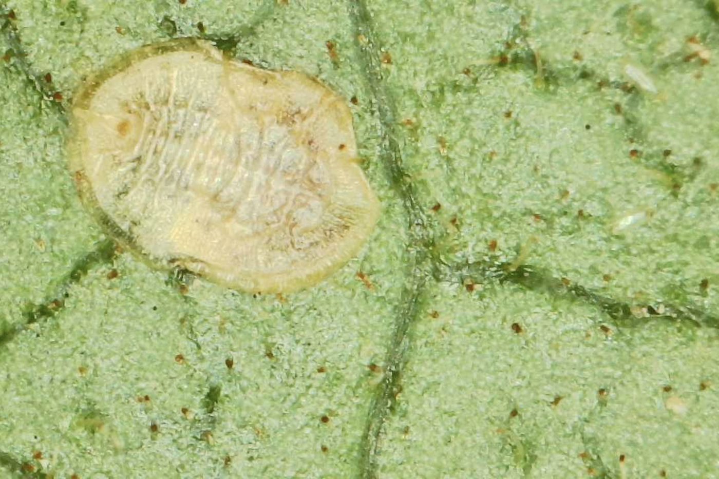 Detalle ampliado de ninfa de mosca blanca algodonosa