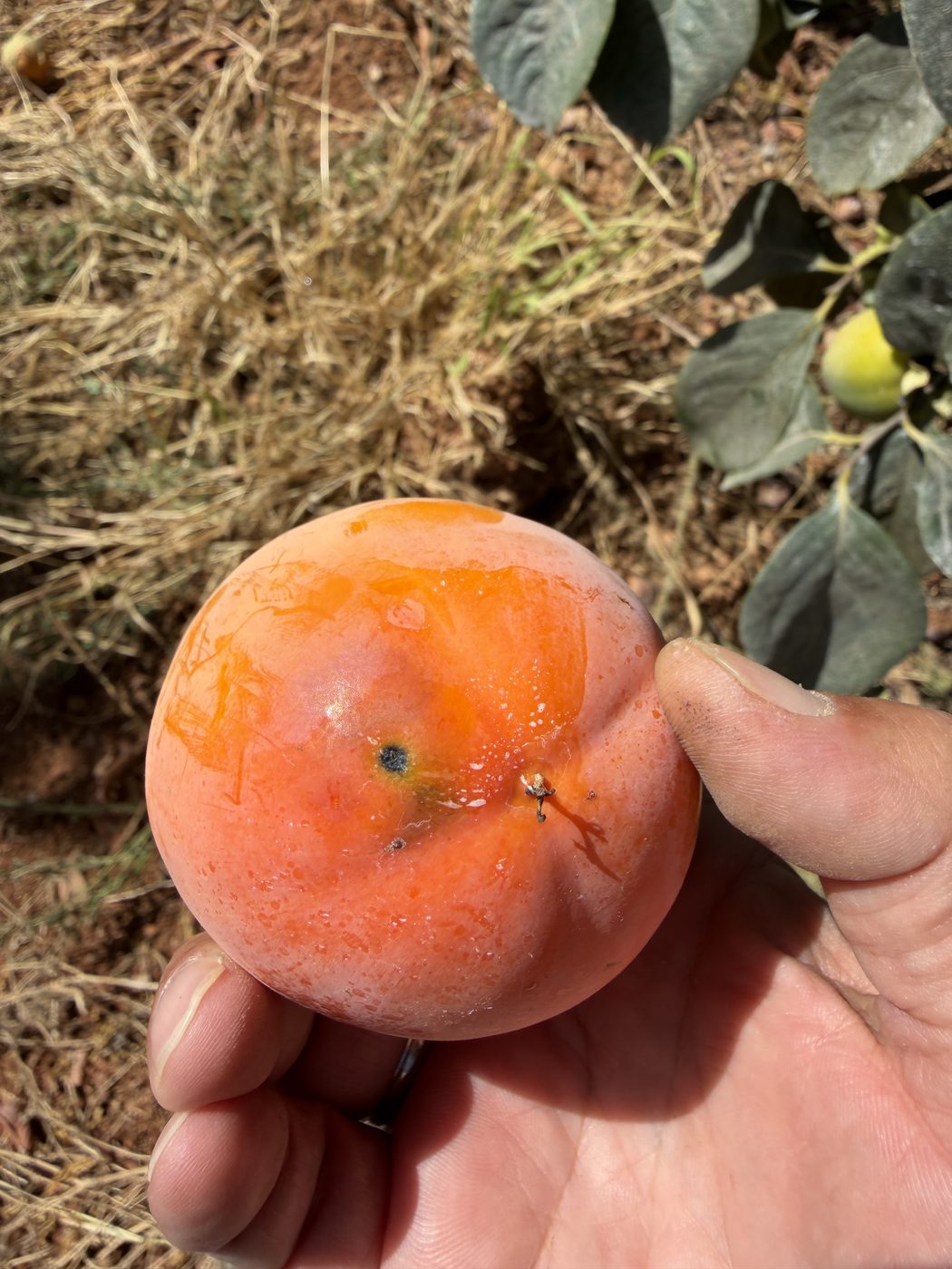 Fruto de caqui con picadura de Ceratitis capitata