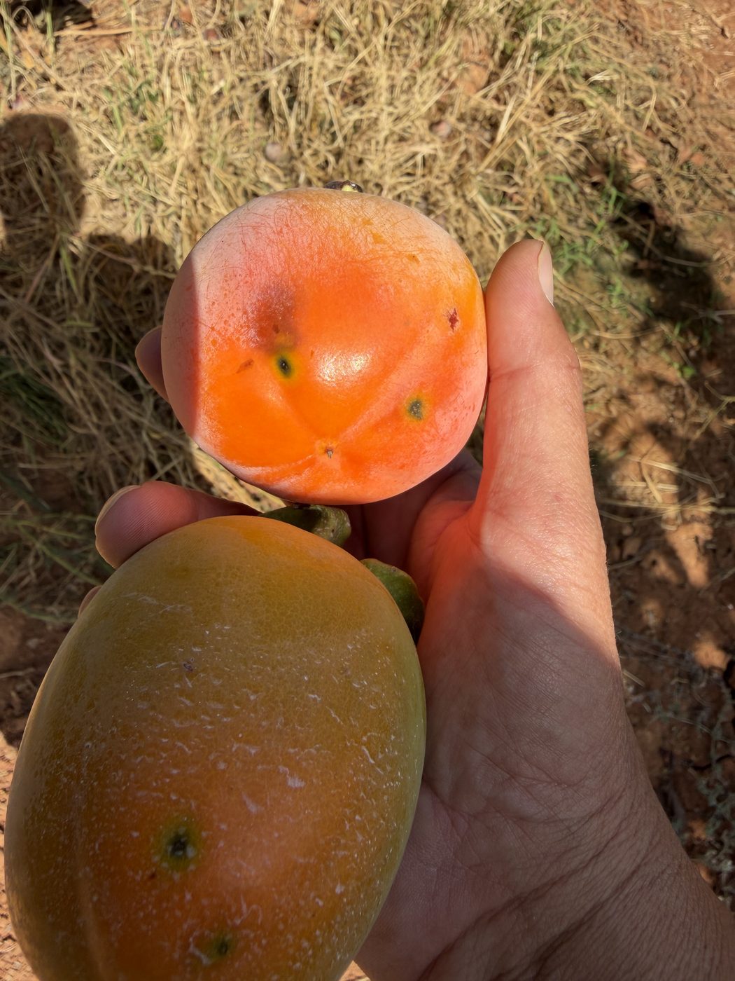 Comparativa de frutos de caqui afectados por mosca de la fruta