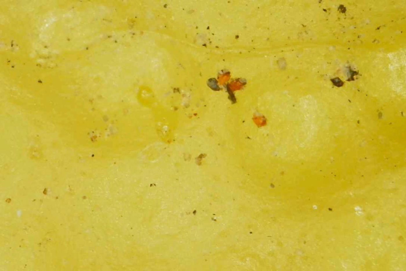 Adultos de Tetranychus urticae sobre piel de cítrico