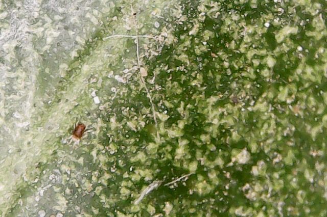 Detalle de araña roja sobre hoja de cítrico