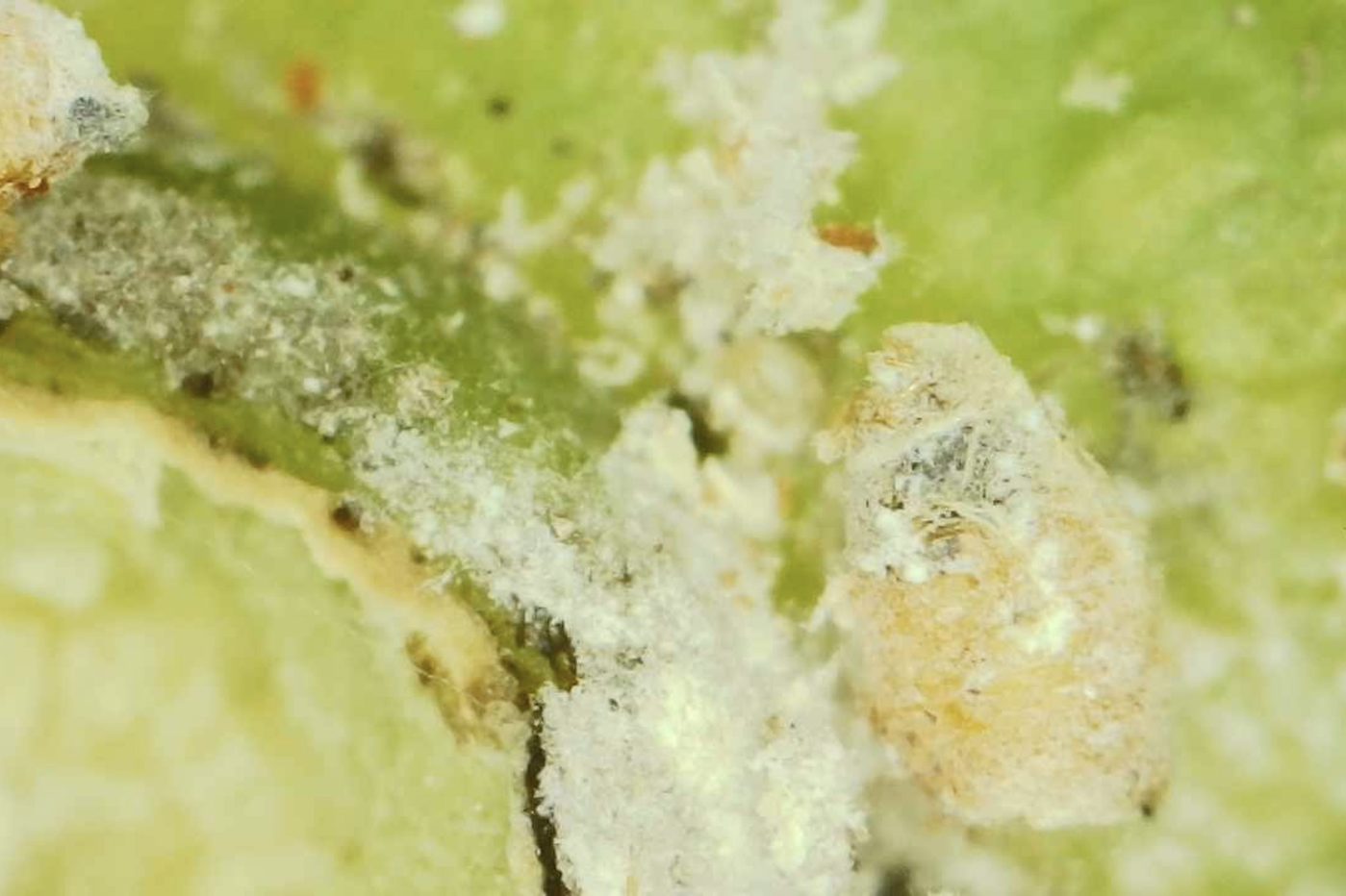 Colonia de cotonet parasitada por Anagyrus pseudococci
