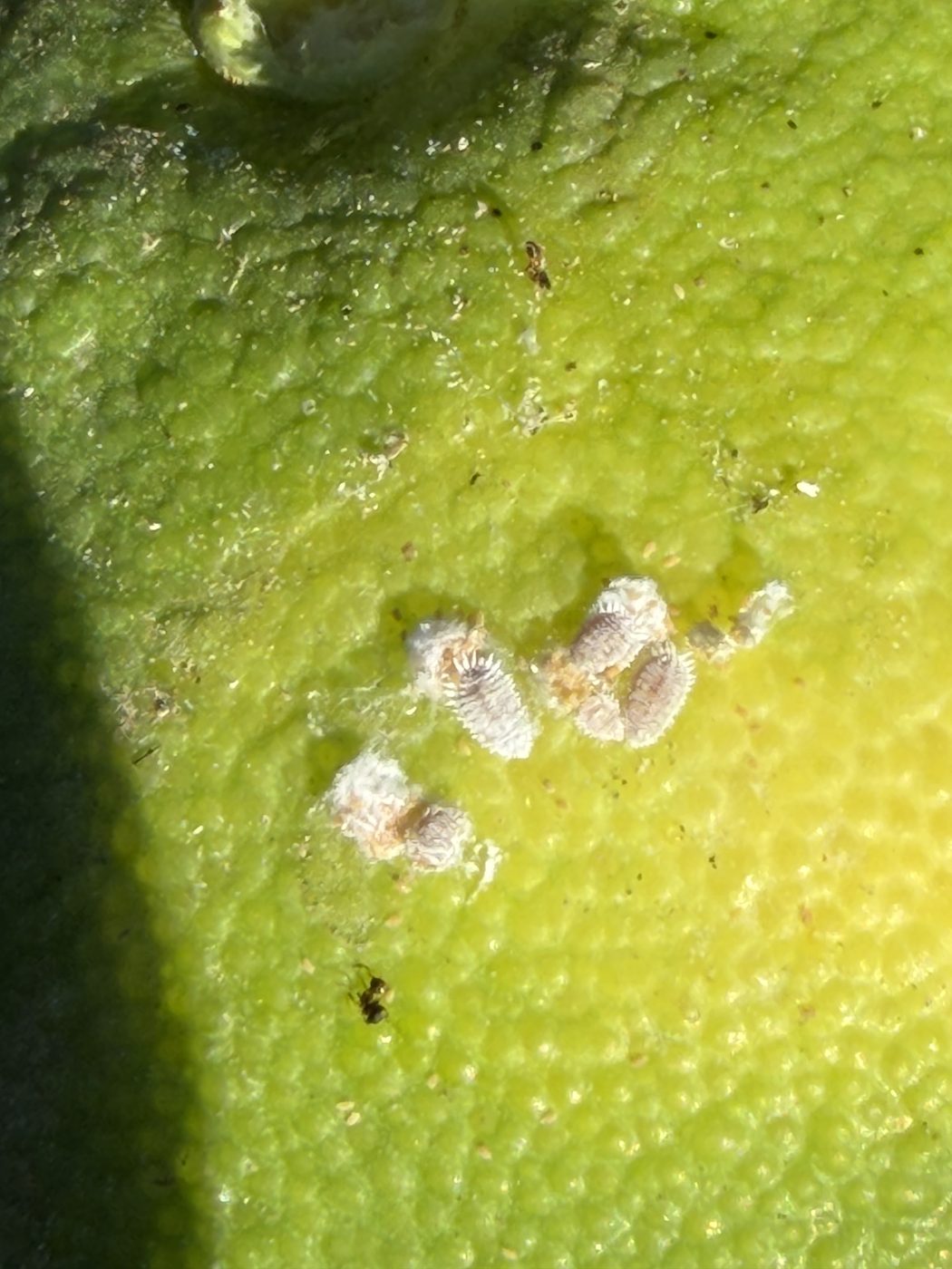 Ninfas móviles de cotonet sobre el fruto