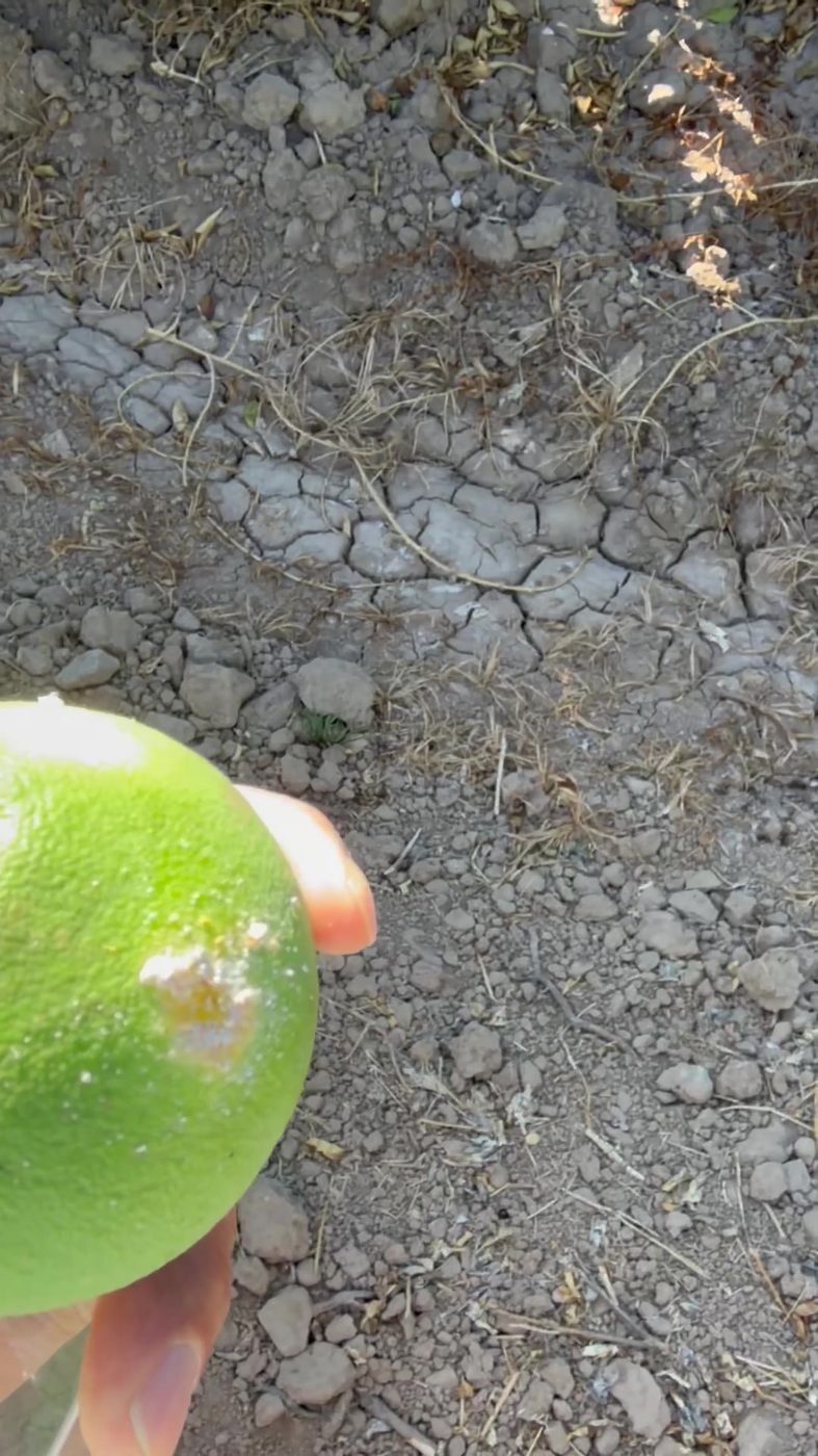 Fotograma de campo: mancha de melaza y colonia incipiente de cotonet