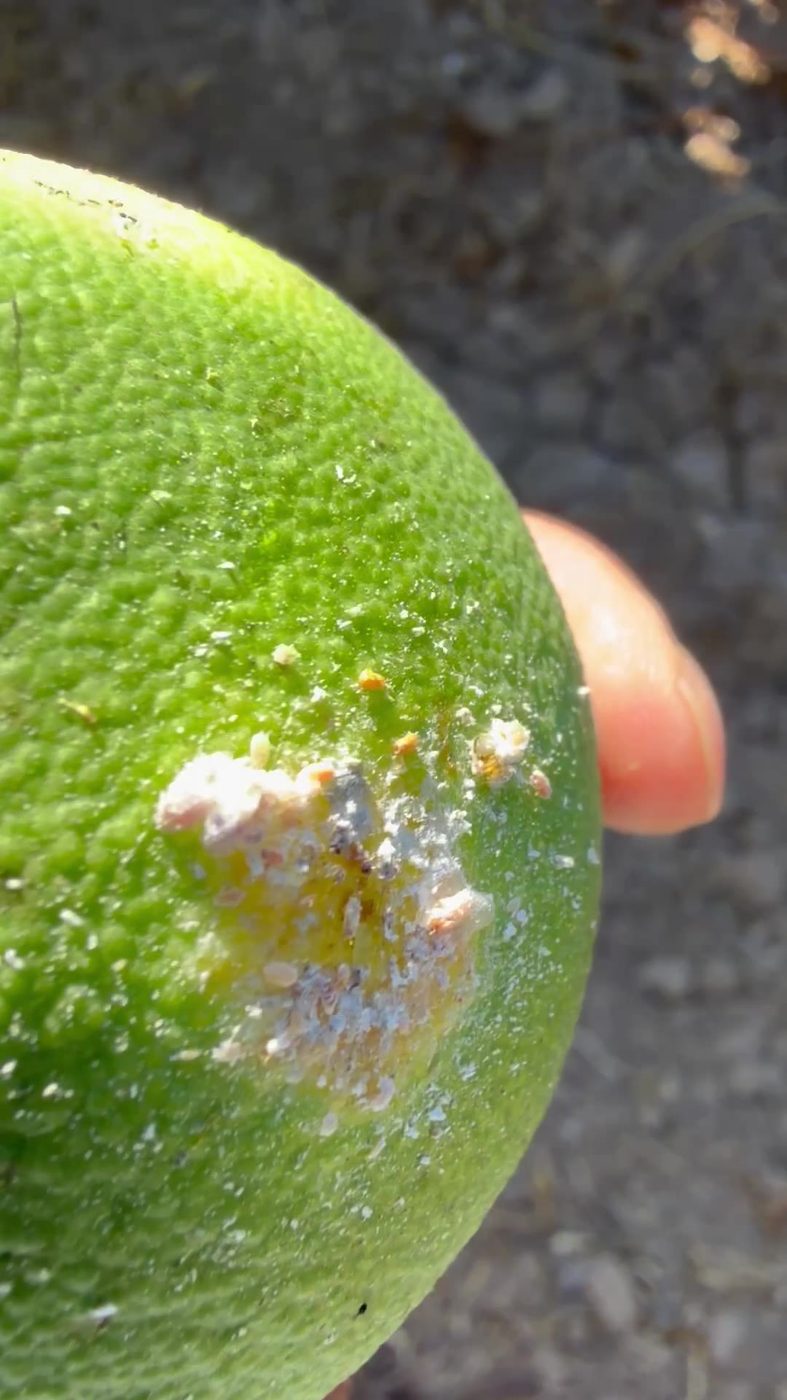 Fotograma de campo: colonia de cotonet desarrollada